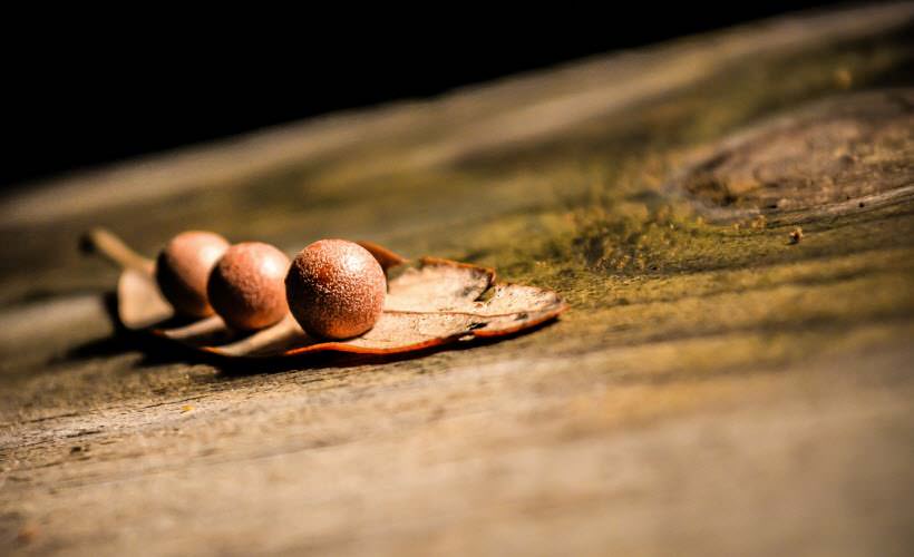 Consectetuer adipiscing elit