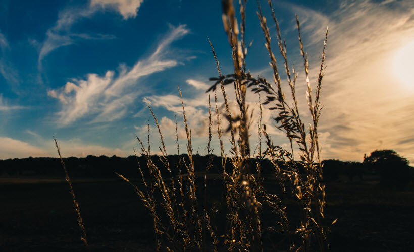 Proin Fusce lacinia Phasellu